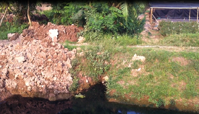 Hãi hùng rau được trồng với 'công nghệ' siêu bẩn